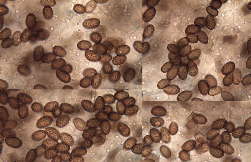 Cortinarius testaceomicaceus spory